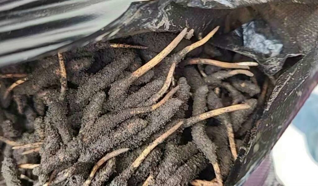 đông trùng hạ thảo tươi